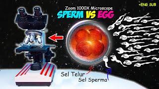 SPERMA vs SEL TELUR MANUSIA | Sperm & Egg Fertilization Microscope Zoom 1000X