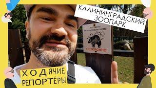 Самый лучший зоопарк России. Калининградский зоопарк. Ходячие репортёры