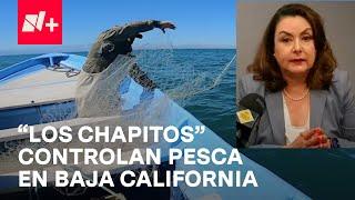 Extorsión a pescadores: ¿Asesinato de directora de CANAINPESCA favorecería a "Los Chapitos"?