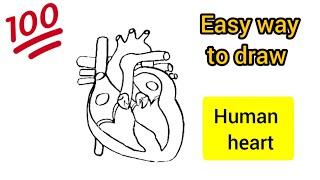 How to draw internal structure of human heart step by step| human heart diagram