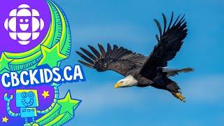 The Bald Eagle | Amazing Animals | CBC Kids