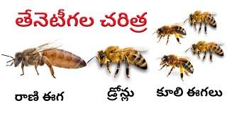 Honey Bees life story in Telugu