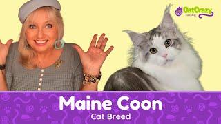 San Diego CFA Cat Show - Check out Coons' Kin Maine Coon Cats