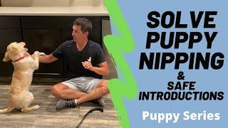 Puppy nipping is a huge problem, watch my unique method to minimize it.