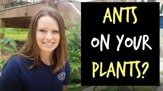 Ants on your plants? It may indicate a bigger problem.