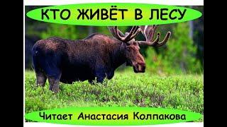 Кто живет в лесу - лось