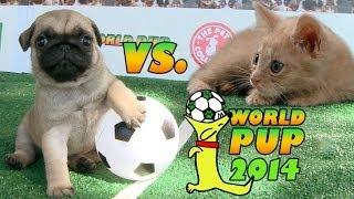 World Pup - Pug Puppies vs. Adorable Kittens