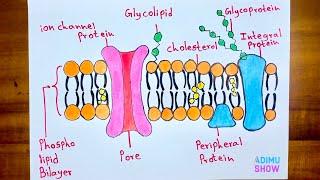 How to Draw Cell Membrane| Fluid Mosaic Model Diagram| Step by Step Drawing Tutorial...