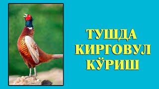 Туш табири - Тушда Кирговул Фазан тустовук куриш