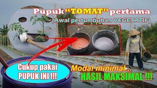 Pupuk Tomat Pertama (1) Umur 7-10 HST (Pupuk Tomat SERVO Masa Pertumbuhan Vegetatif) #budidayatomat