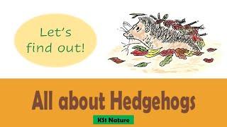 All about Hedgehogs