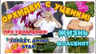 НОВЫЕ #орхидеи от Miki Orchid, УЦЕНКА! ‍️Про удобрения Yorkey, Amino Star 🪴 Беда с ФЛАСКОЙ? 🪴