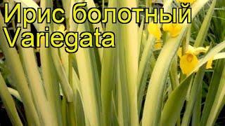 Ирис болотный Пестролистный. Краткий обзор, описание характеристик iris pseudacorus Pestrolistnyy