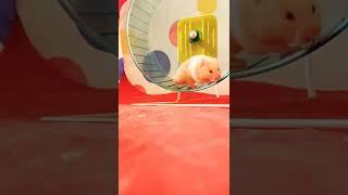 Hamster's Daily Night Routine - Taking Care of a Syrian Hamster 