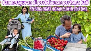 PERTAMA KALI PANEN SAYURAN DI PERKEBUNAN || PERDANA ANAK2 MAKAN ES KRIM DARI TOKO