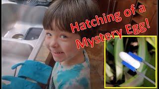 What did the Mystery Egg Hatch into?