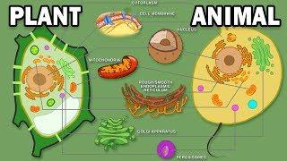 PLANT VS ANIMAL CELLS