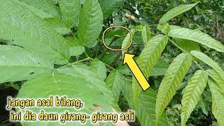 inilah ciri² daun girang-girang asli, jimat untuk mancing | jangan salah ambil