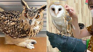 OWL BIRDS- Funny Owls And Cute Owls Videos Compilation (2021) #021 - CLONDHO TV