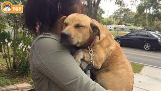 Most Emotional Dogs Reunions with Their Owners That Will Melt Your Heart ️ #2
