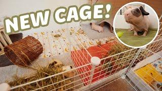 BUILDING A NEW GUINEA PIG CAGE!  | C&C CAGE BUILD