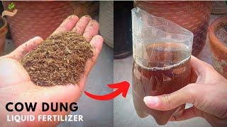 How to Make A Liquid Fertilizer From Cow Dung? - Pure Greeny.