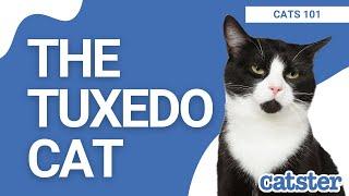 Fascinating Facts About Tuxedo Cats!