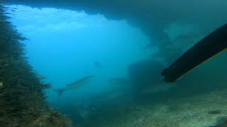 Spearfishing for bass, mullet and brown crab in Kent, UK #spearfishing #marinelife #underwater