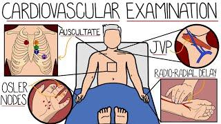 The Cardiovascular System Examination