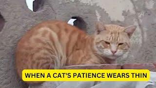 Cat Aggression Towards His Family | Kitty n Kittens