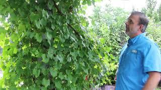 Muscadine (Vitis rotundifolia) - Plant Identification