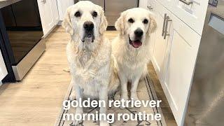 Morning Routine With My Two English Golden Retrievers