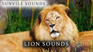 Lion Sounds | Animal Sounds with Peter Baeten