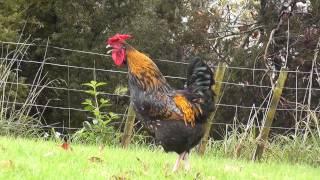 Rooster nonstop crowing loud in the morning !