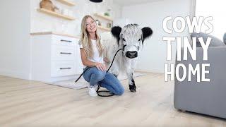 Inside My Animals New Tiny House!