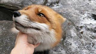 [English Subtitles] Foxes greeting behavior