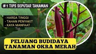 PELUANG USAHA BUDIDAYA TANAMAN OKRA MERAH #okra #bendi #sayurorganik #sayuranhidroponik #farming