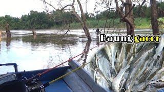 Pada Kelaparan Setelah Banjir Besar|| Mancing IKAN BAUNG Umpan Kucur