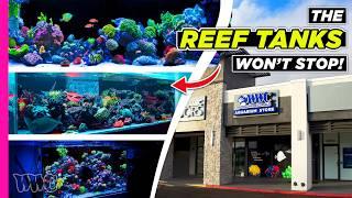 The Ultimate World Wide Corals Reef Tank Tour Continues