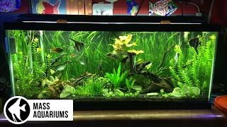 How to set up a FRESHWATER AQUARIUM: Beginners guide to your 1st Fish Tank