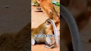 Monkey  MATING-bandar funny playing  - PLAYING Videos Compilation-ANIMALS & PETS WORLD