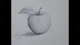 How to draw a realistic Apple with Pencil Sketch with Light and Shades