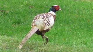 Ring-Necked Pheasant | The RubieVerse