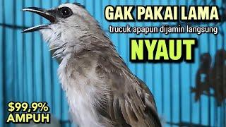 Trucukan Gacor Ngalas Tarung Ropel Paling Ampuh Untuk Pancingan Trucukan Agar Bunyi Nyaut Gacor