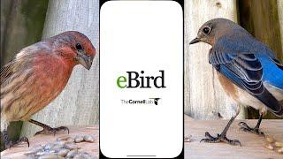 Master the eBird App: A Step-by-Step Guide to Tracking Birds on Your Phone