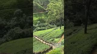 Tea plantation. Central Province of Sri Lanka