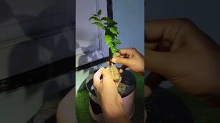 Mini Sakura On The Rock - Rooting Progress #minibonsai #mamebonsai #bonsaitree #bonsaipemula #shorts