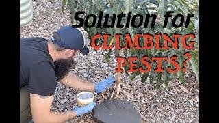 SOLUTION for CLIMBING PESTS?! | Tanglefoot Prep and Application