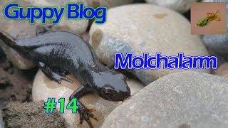 Guppy Blog Folge #14 | Molchalarm und Guppy-Nachzügler | Guppys vom Aquarium bis Teich 2017