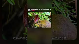 Tree shrew is one of the few wild animals to have a toilet! #wildlife #shorts